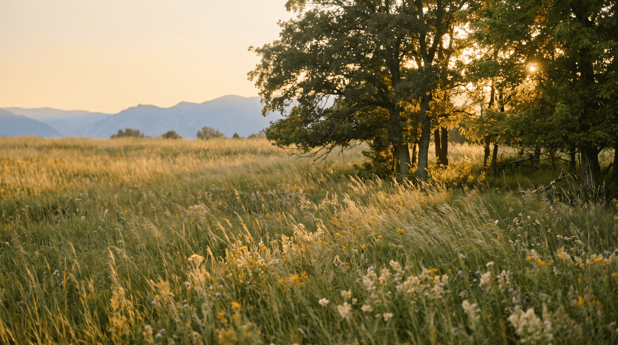A golden meadow at sunset